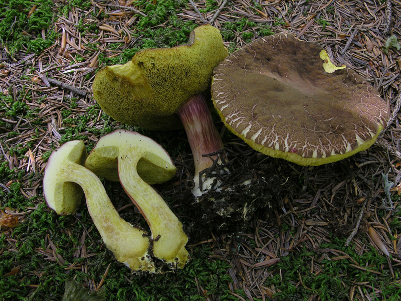 Xerocomus ferrugineus?